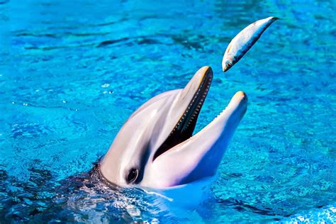 The Communication Methods of Miani Dolphins